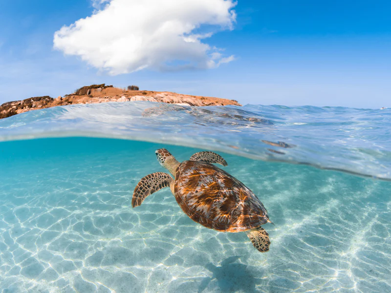 HDAustralienQLDLizard Islandluxury experiences turtle in waves