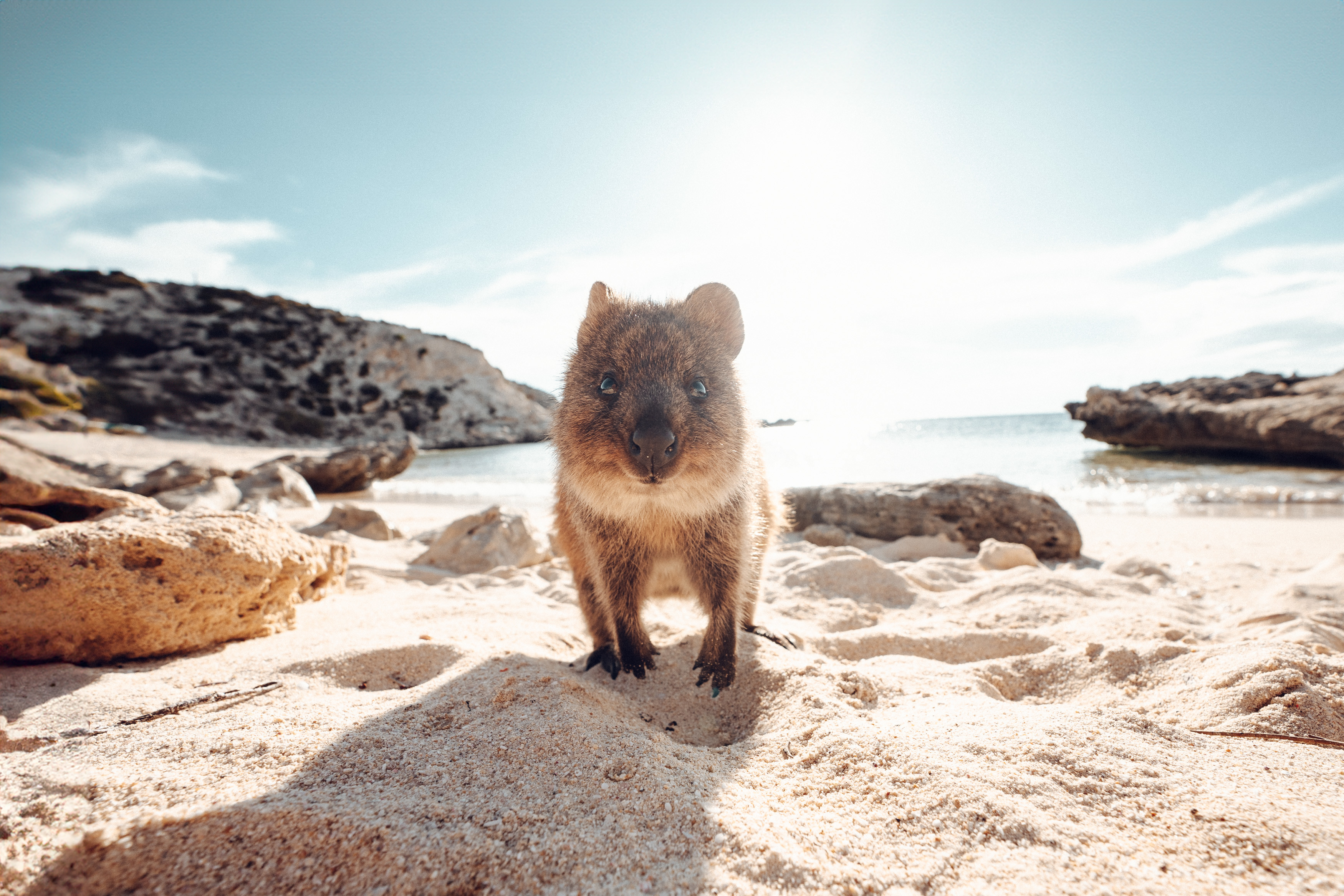 HDAustralienWAPerthRottnest Island Quokka 129489 56