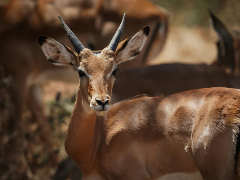 HDTansaniaManyara NationalparkGazelle