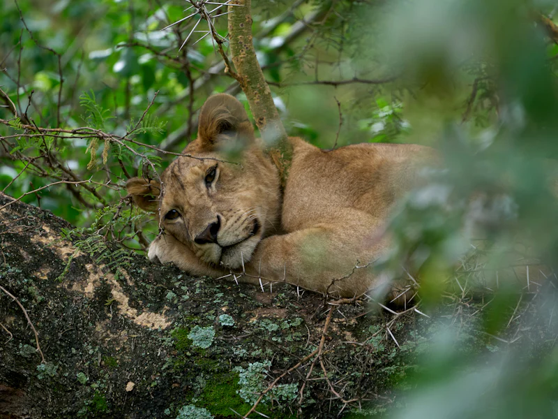 HDTansaniaManyara NationalparkLoewe