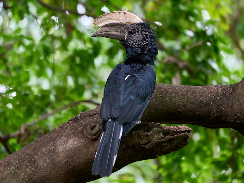 HDTansaniaManyara NationalparkVogel