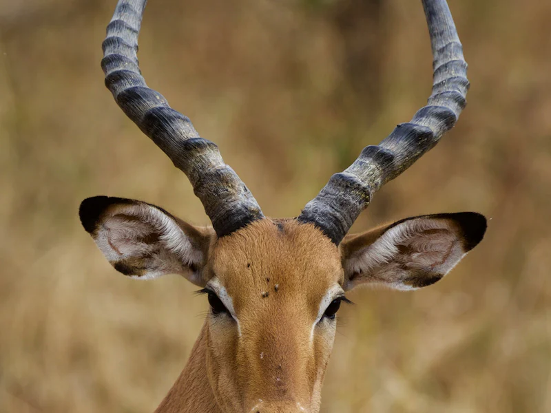 HDTansaniaSerengetiAntelope