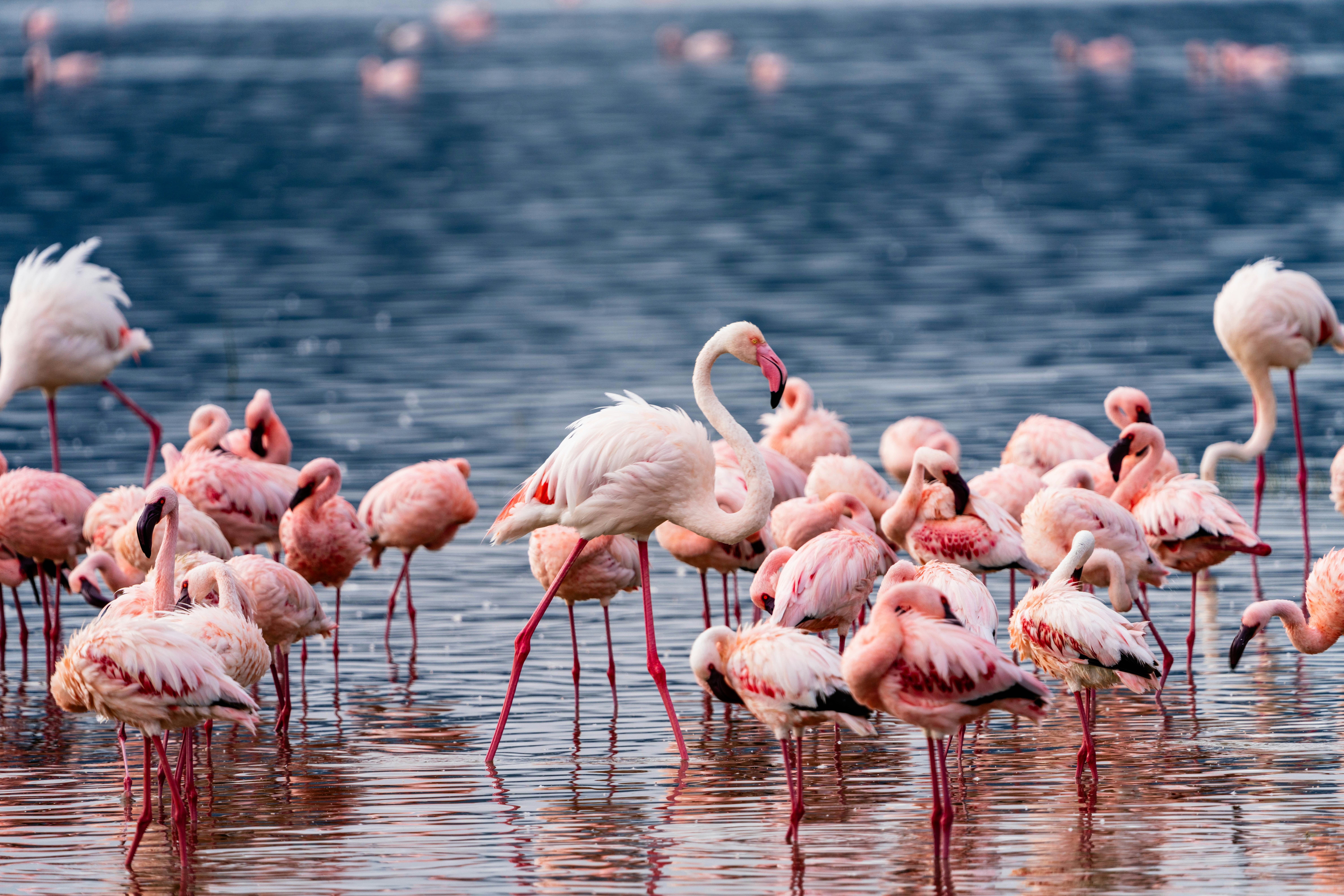 HDTansaniaSerengetiFlamingos2