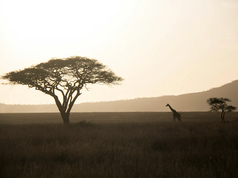 HDTansaniaSerengetiGiraffe Baum