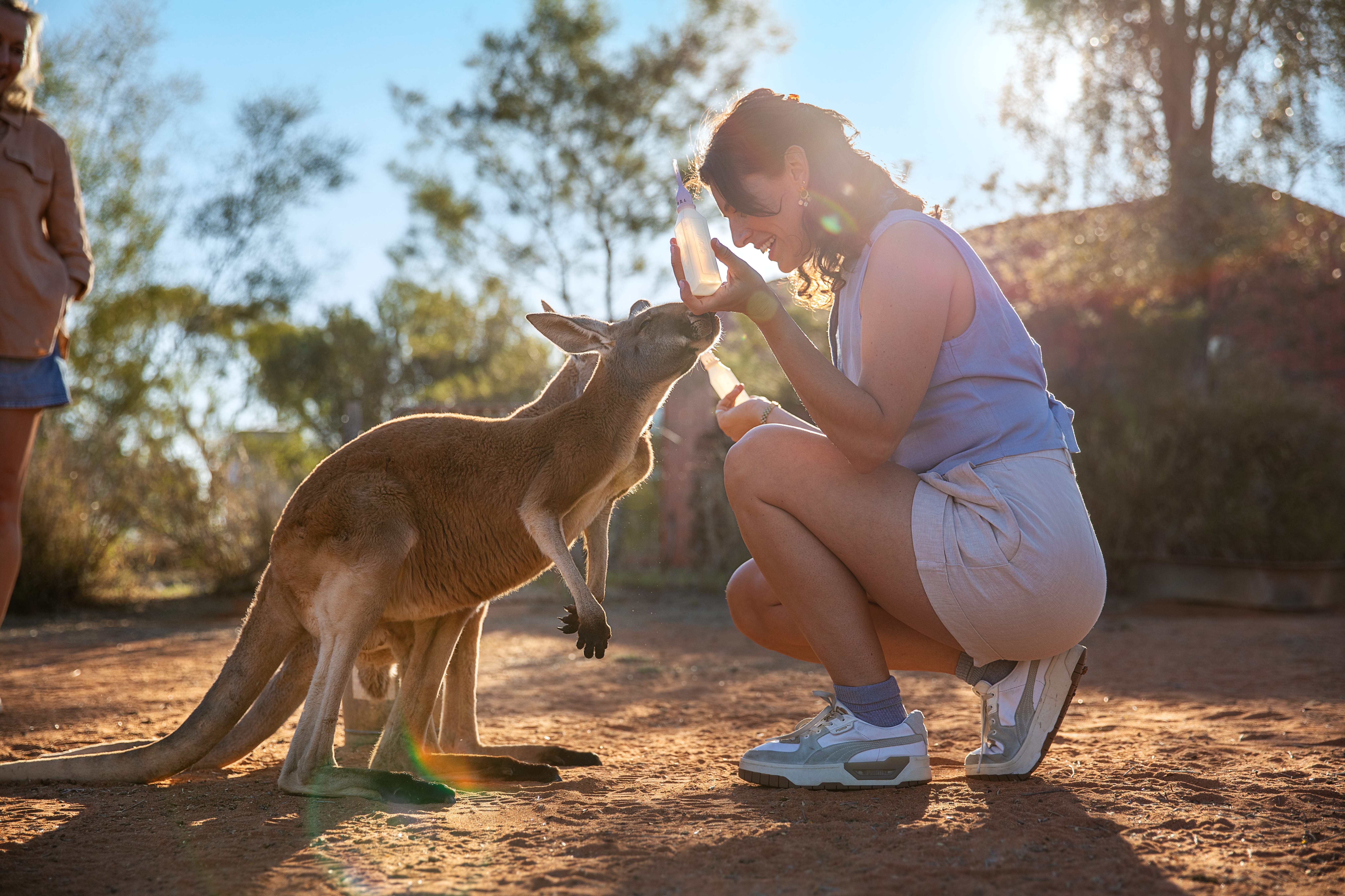 HDAustralienNTAlice SpringsKangaroo Sanctuary 1088800 134