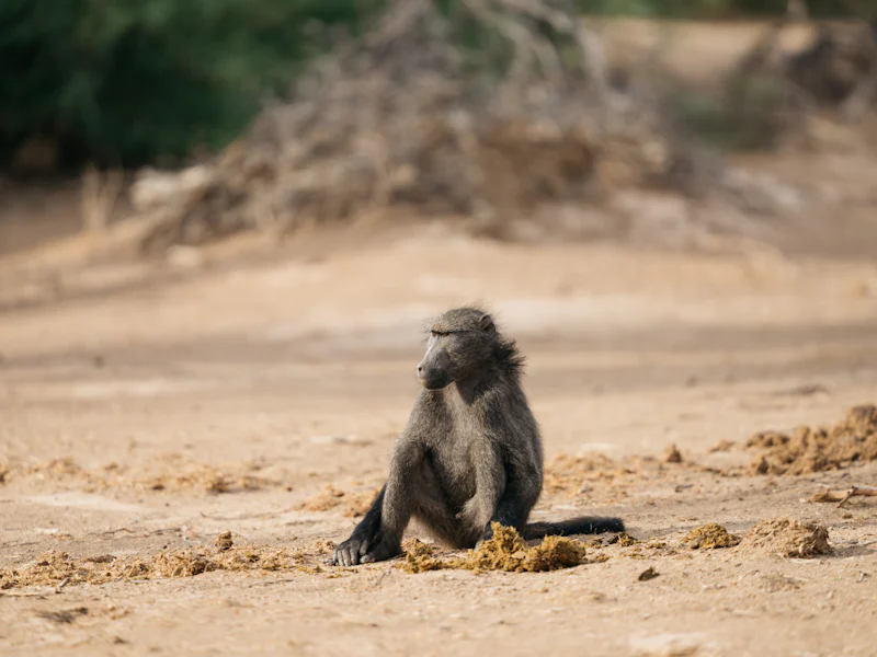 HDNamibiaDamaralandAffe