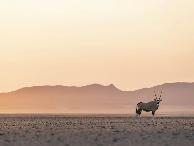 HDNamibiaSesriem CanyonGazelle