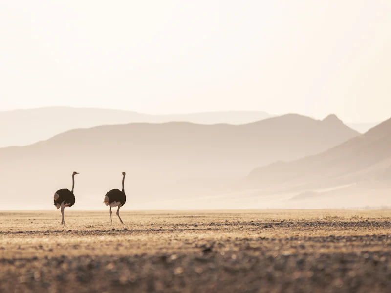 HDNamibiaSesriem CanyonStrauss