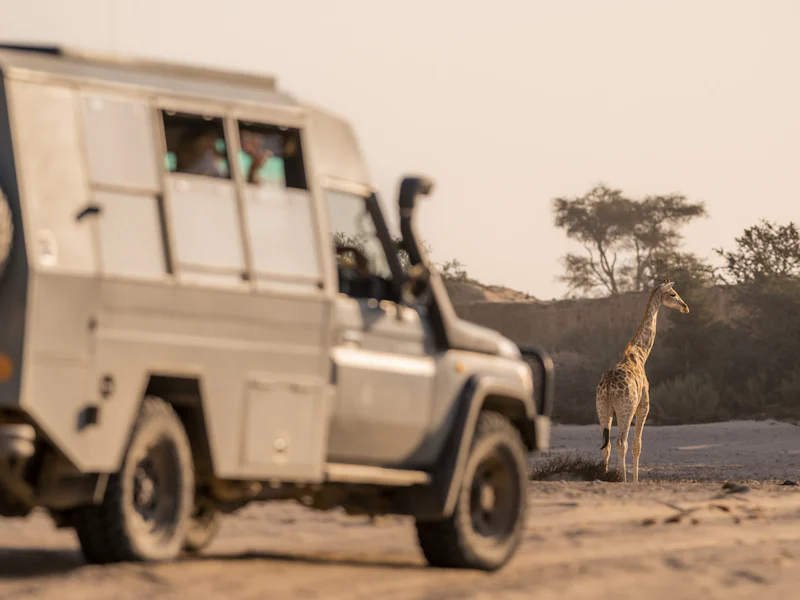 HDNamibiaSkeleton CoastSafari Giraffe