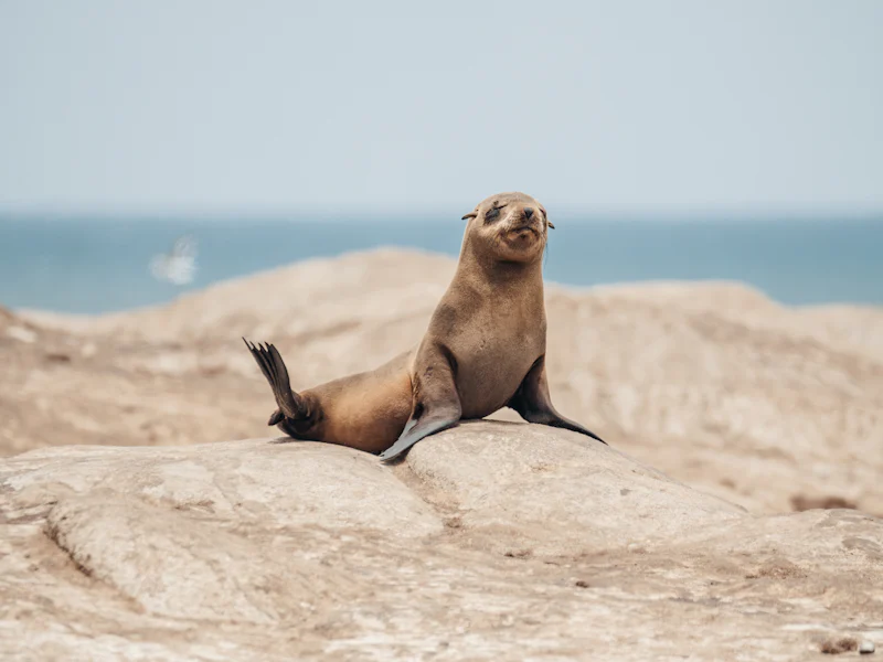 HDNamibiaSkeleton CoastSeehund