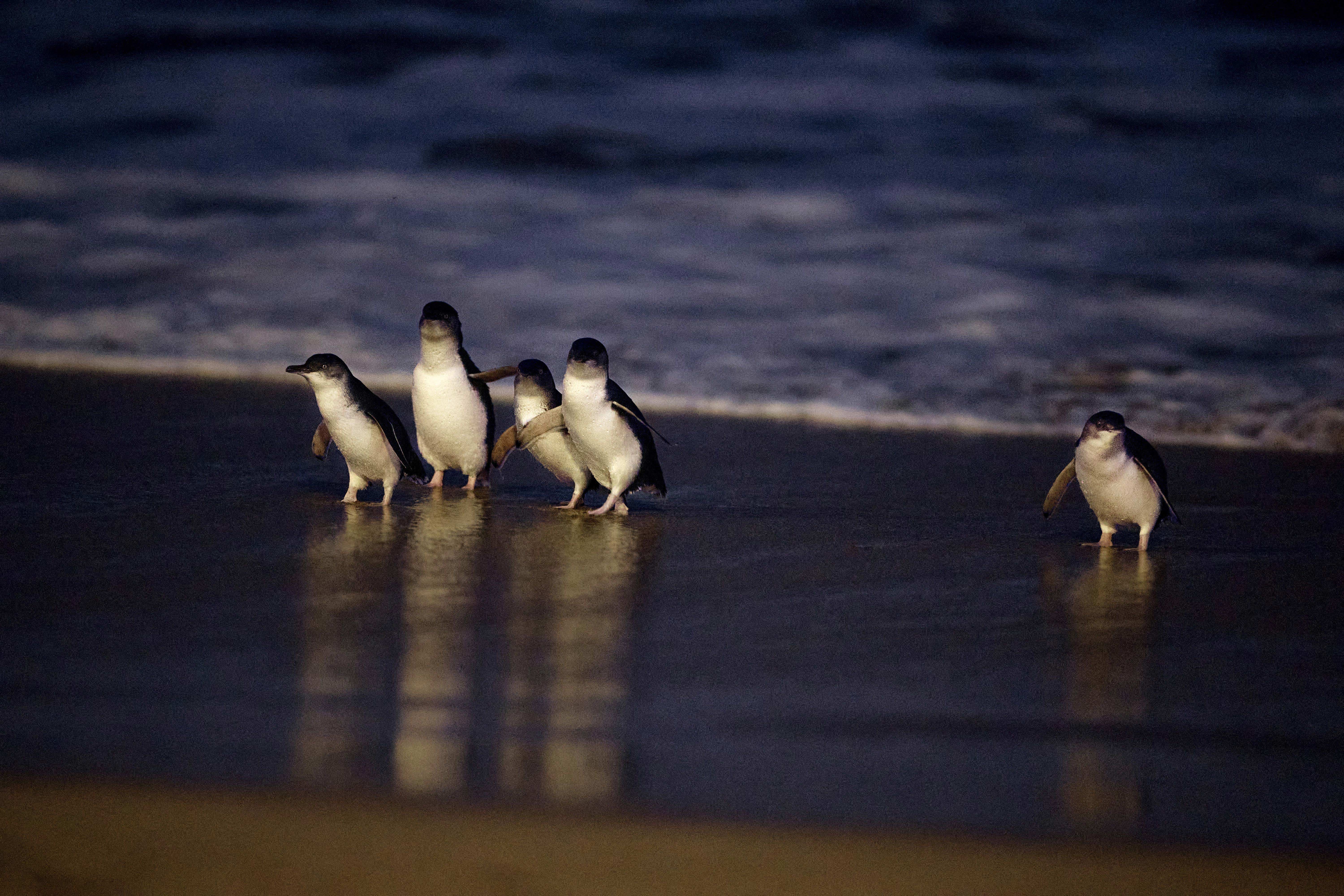 HDAustralienVICPhilipp IslandPinguine 172851 56