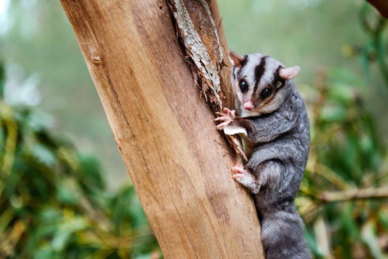 HDAustralienVICGrampiansSugar Glider 168979 56