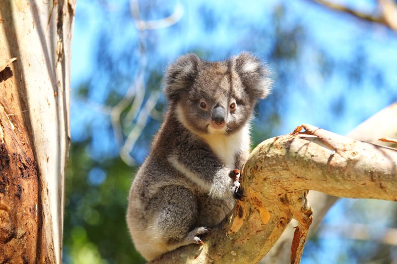 HDAustralienVICGreat Ocean RdKoala 152755 56