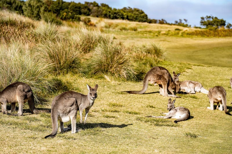 HDAustralienVICMornington PeninsulaKaengurus auf Golfplatz 162249 56