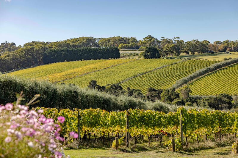 HDAustralienVICMornington PeninsulaMontalto 160391 56