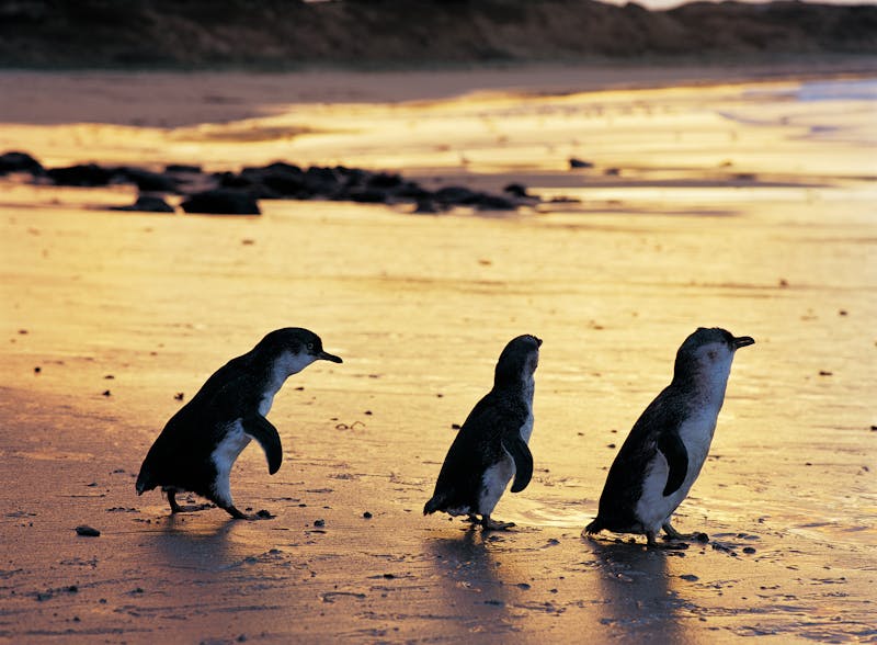 HDAustralienVICPhillip IslandPinguine 135403 56