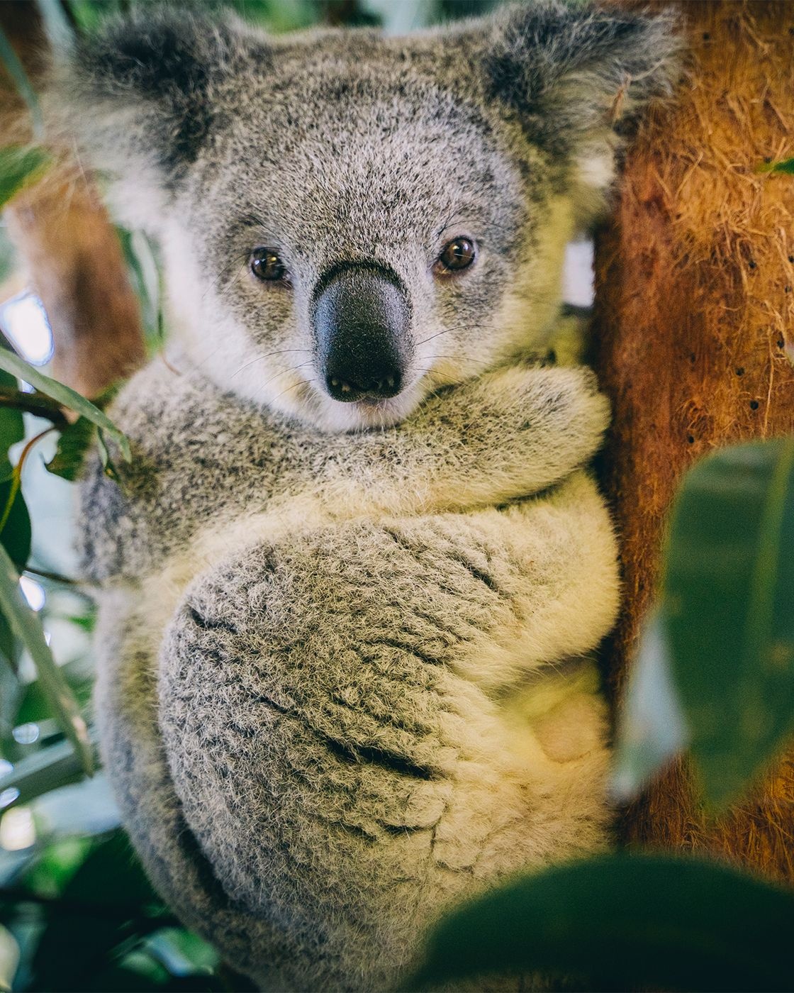 AustralienNew South WalesPort MacquarieBillabong Zoo Koala 174205 2