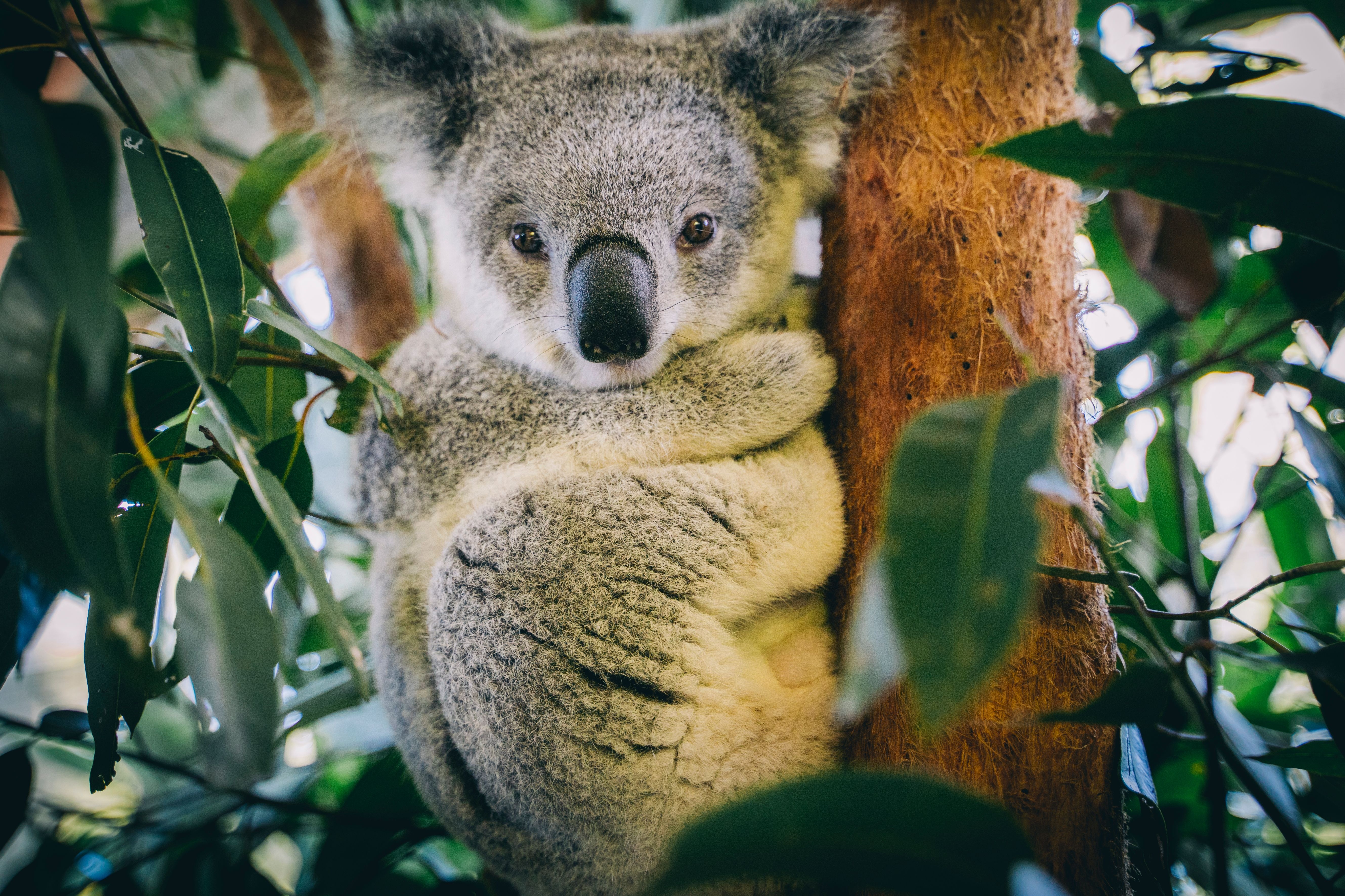 HDAustralienNSWPort MacquarieBillabong Zoo Koala 174266 2