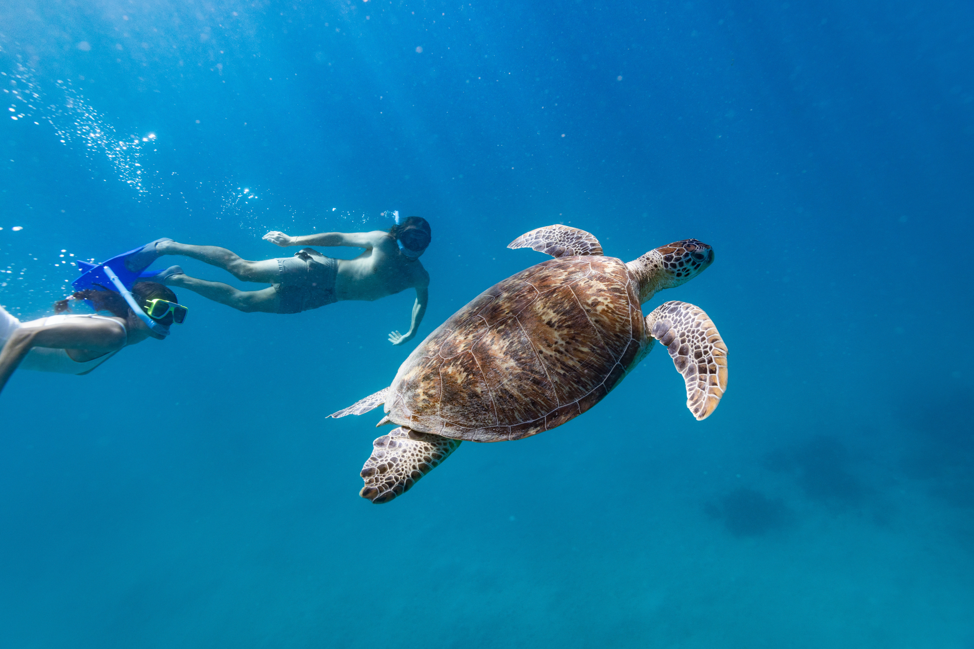 HDAustralienQLDDaintreeSchnorcheln Schildkroete 152241