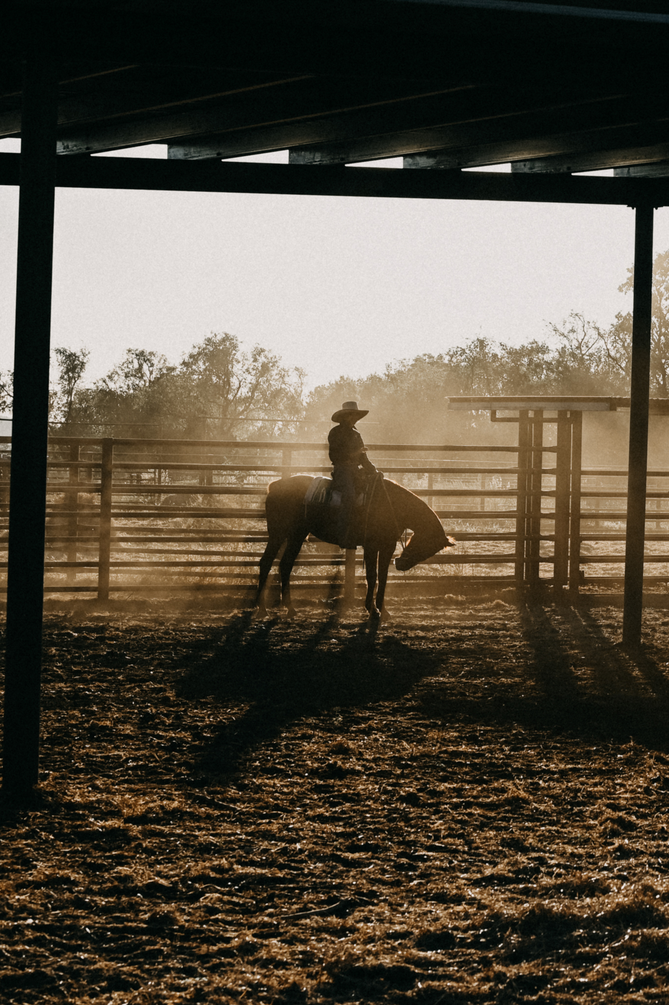 HDHotelAustralienNTBullo River StationWeaners in Yards GAV 7704