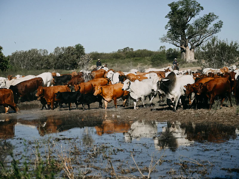 HDHotelAustralienNTBullo River StationBullo GAV Muster 3114
