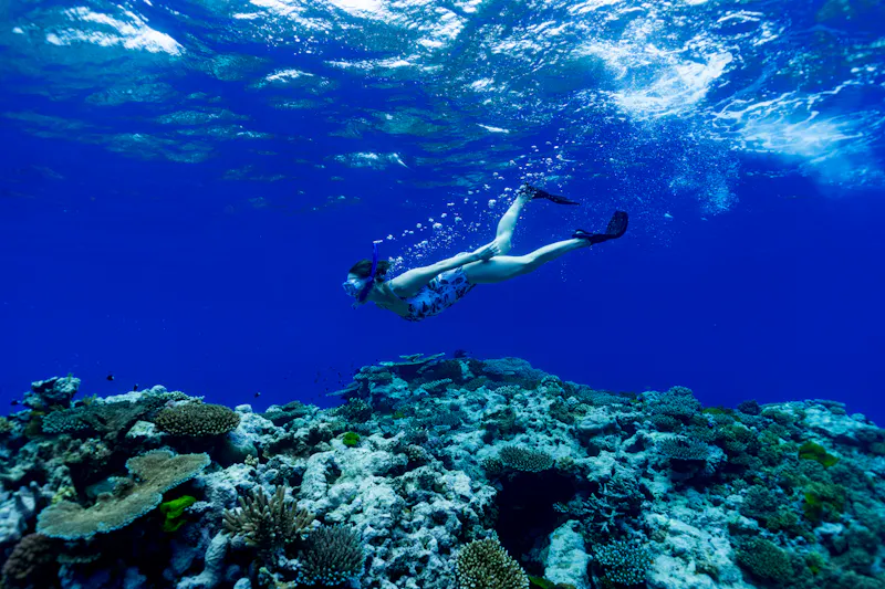 HDAustralienQLDGreat Barrier ReefSchnorchler Passions of Paradise 152229