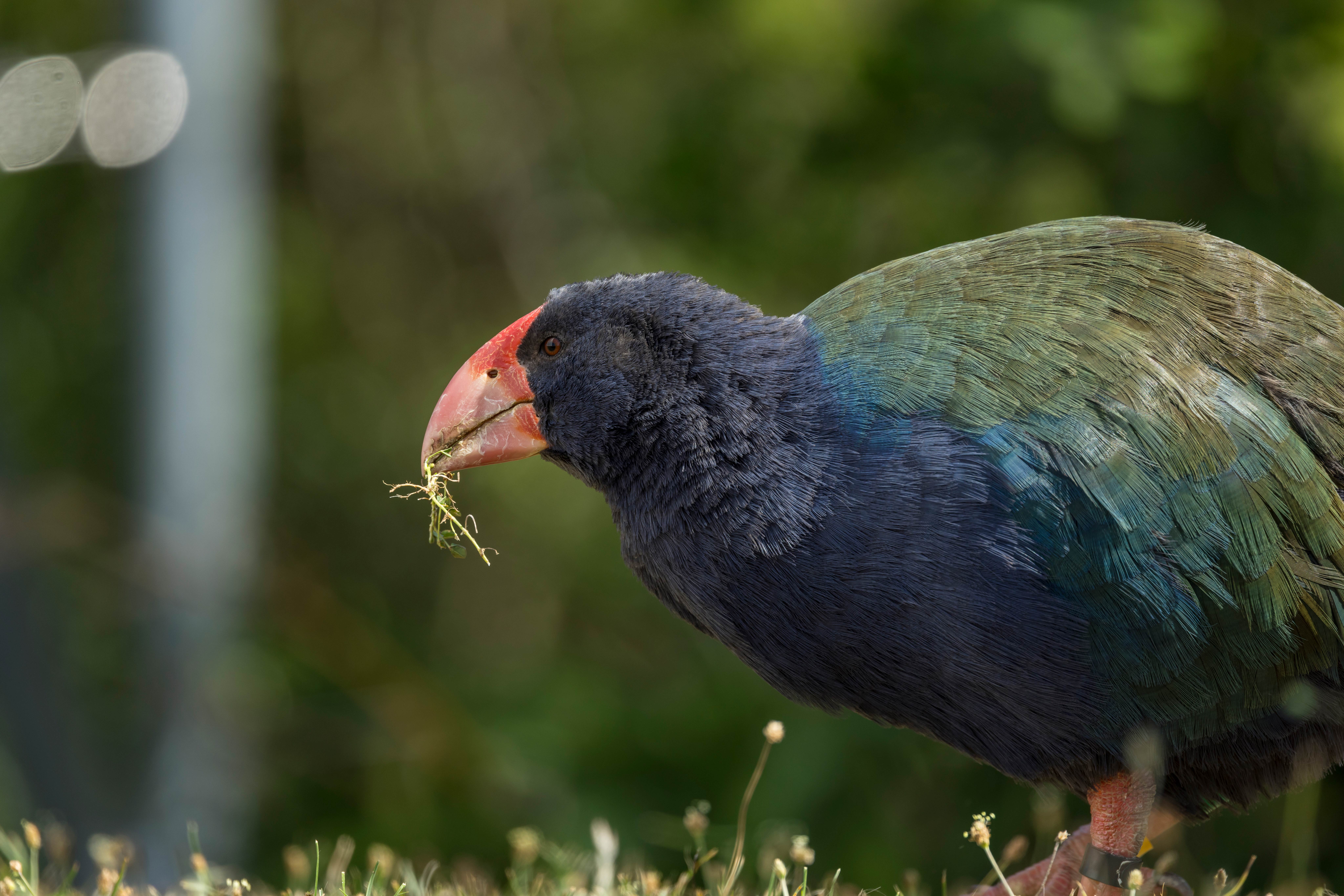 HDNeuseelandAucklandTiritiri Matangi Island Takahe 550848