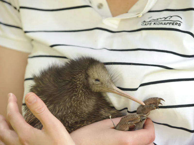 HDNeuseelandHawkes BayCape Kidnappers Kiwi 230813