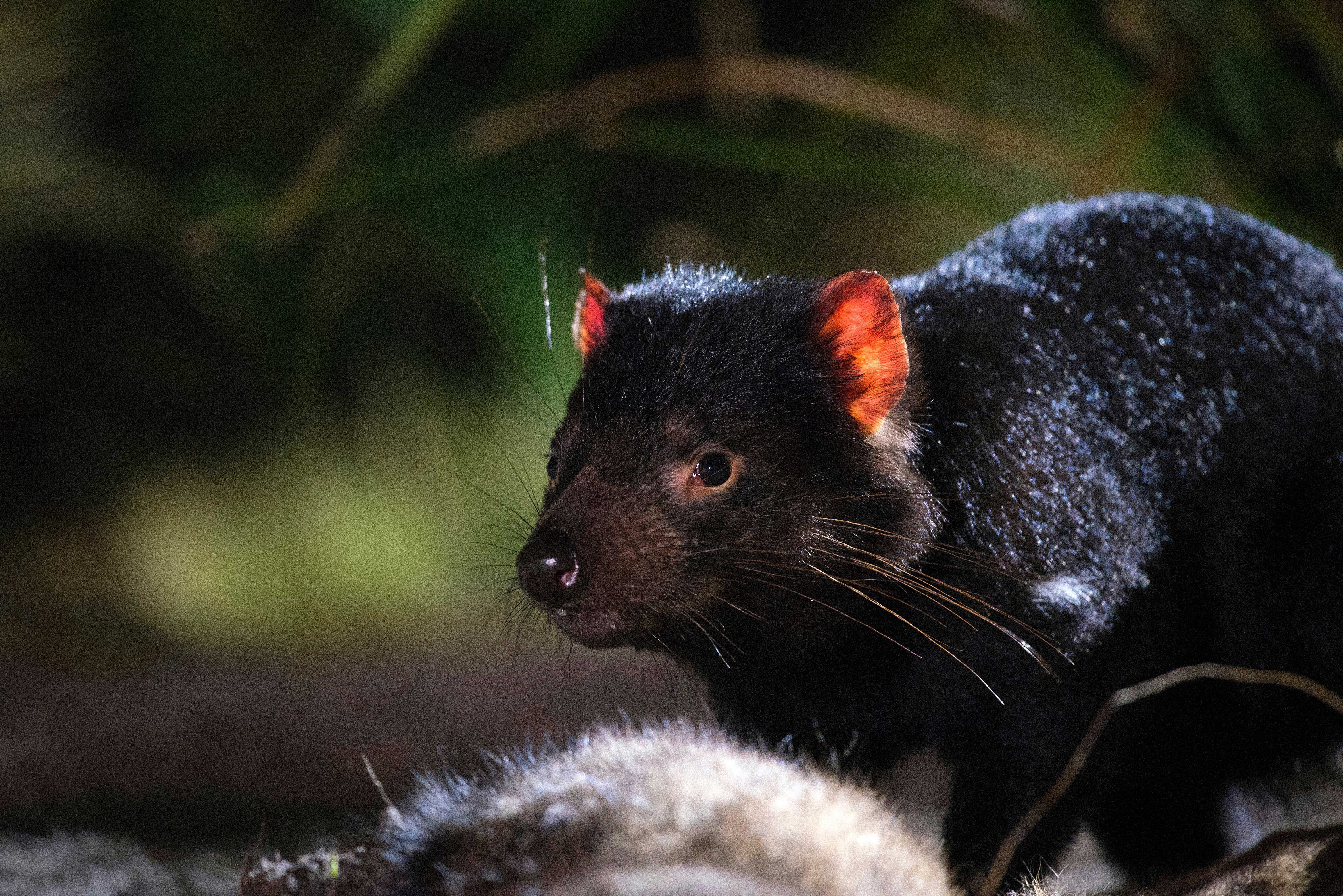 HDAustralienTASEast CoastTasmanischer Teufel 129429