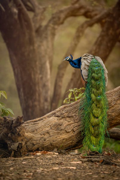 HDIndienRanthamborePfau