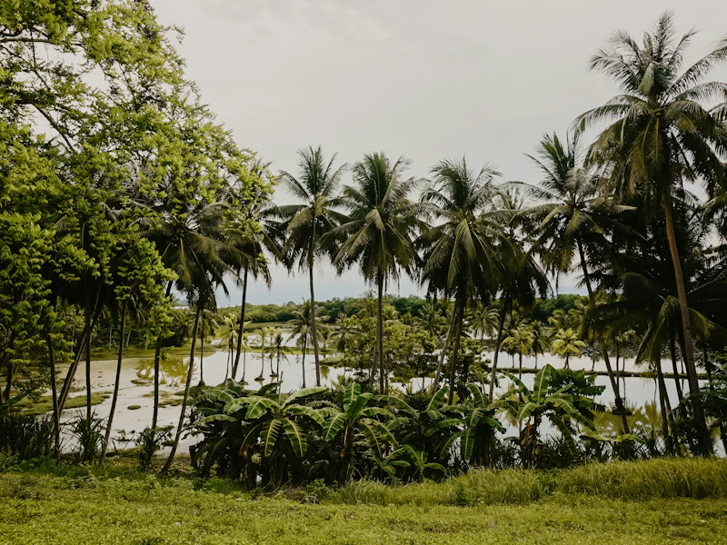 HDSri LankaNegomboPalmen