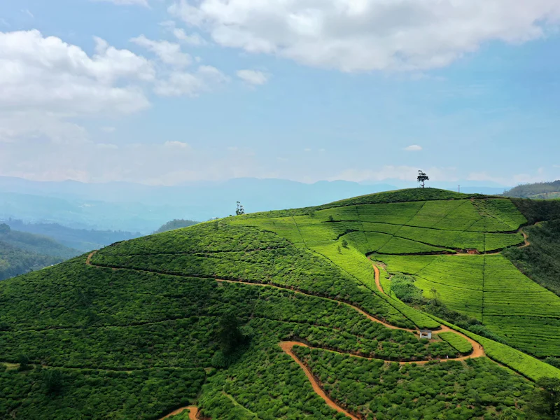 HDSri LankaNuwara EliyaBerg