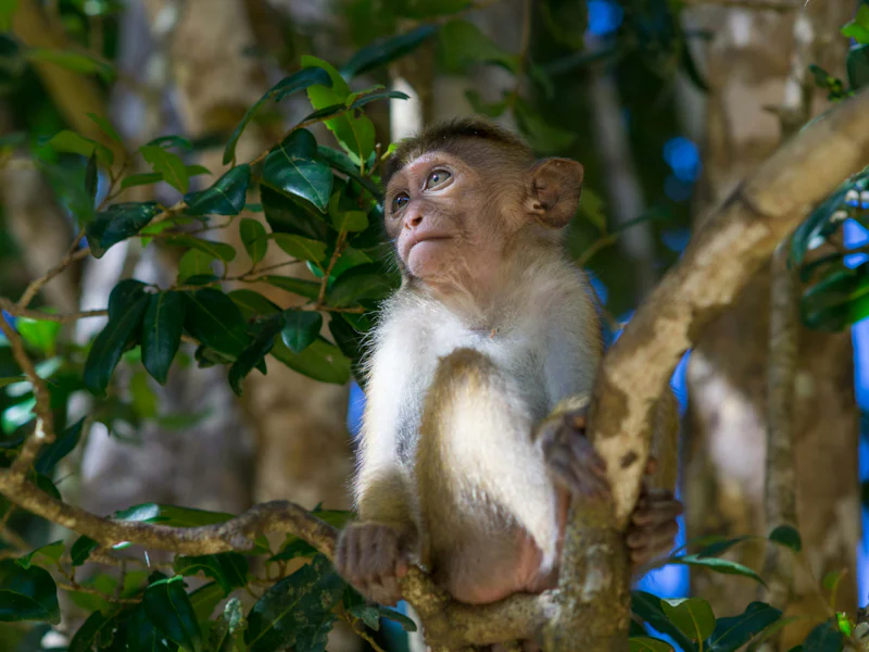 HDSri LankaWilpattu NationalparkAffe