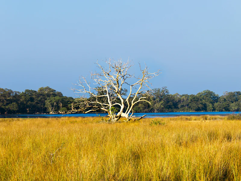 HDSri LankaWilpattu NationalparkBaum