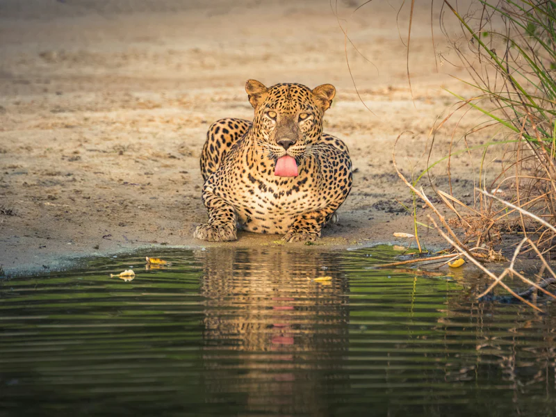 HDSri LankaWilpattu NationalparkLeopard2