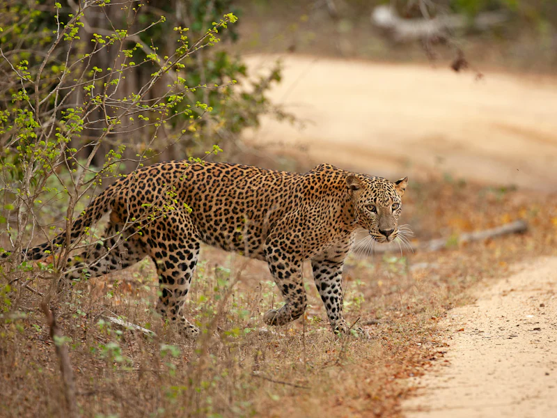 HDSri LankaYala NationalparkLeopard
