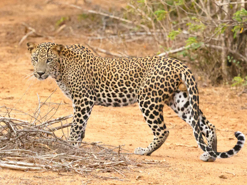 HDSri LankaYala NationalparkLeopard2