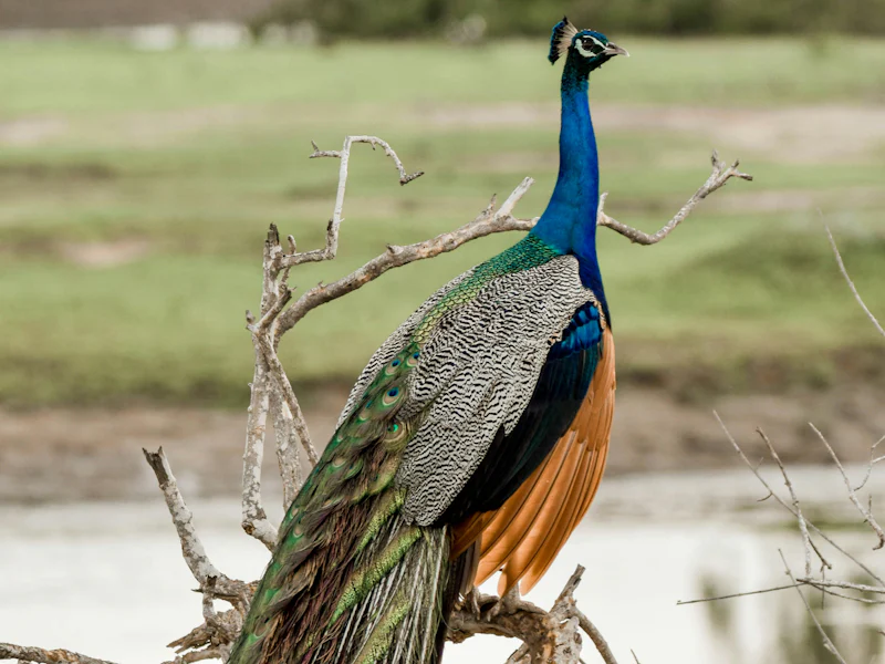 HDSri LankaYala NationalparkPfau