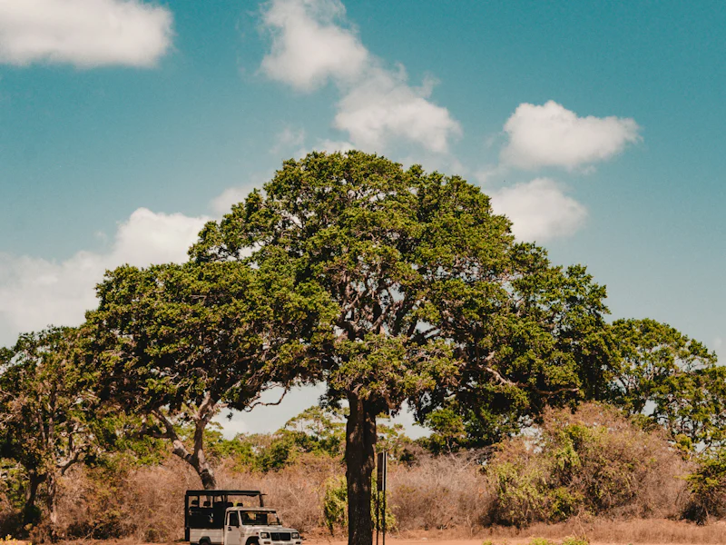 HDSri LankaYala NationalparkSafari