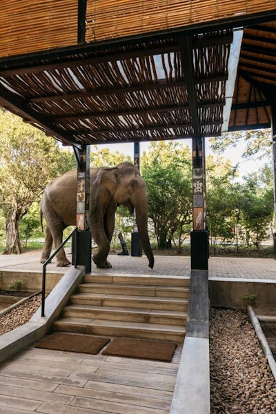 HotelSri LankaCinnamon Wild YalaElefant