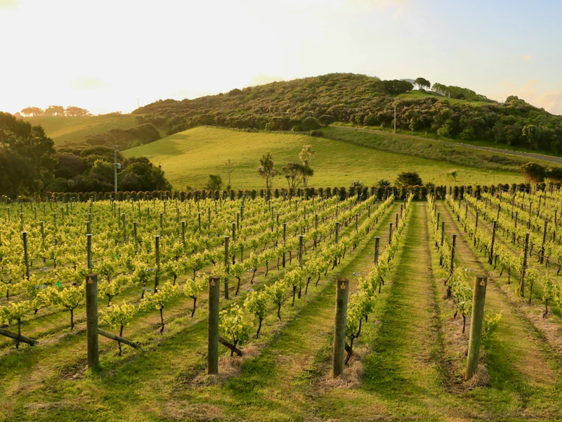 HDNeuseelandWaiheke IslandWeinanbau