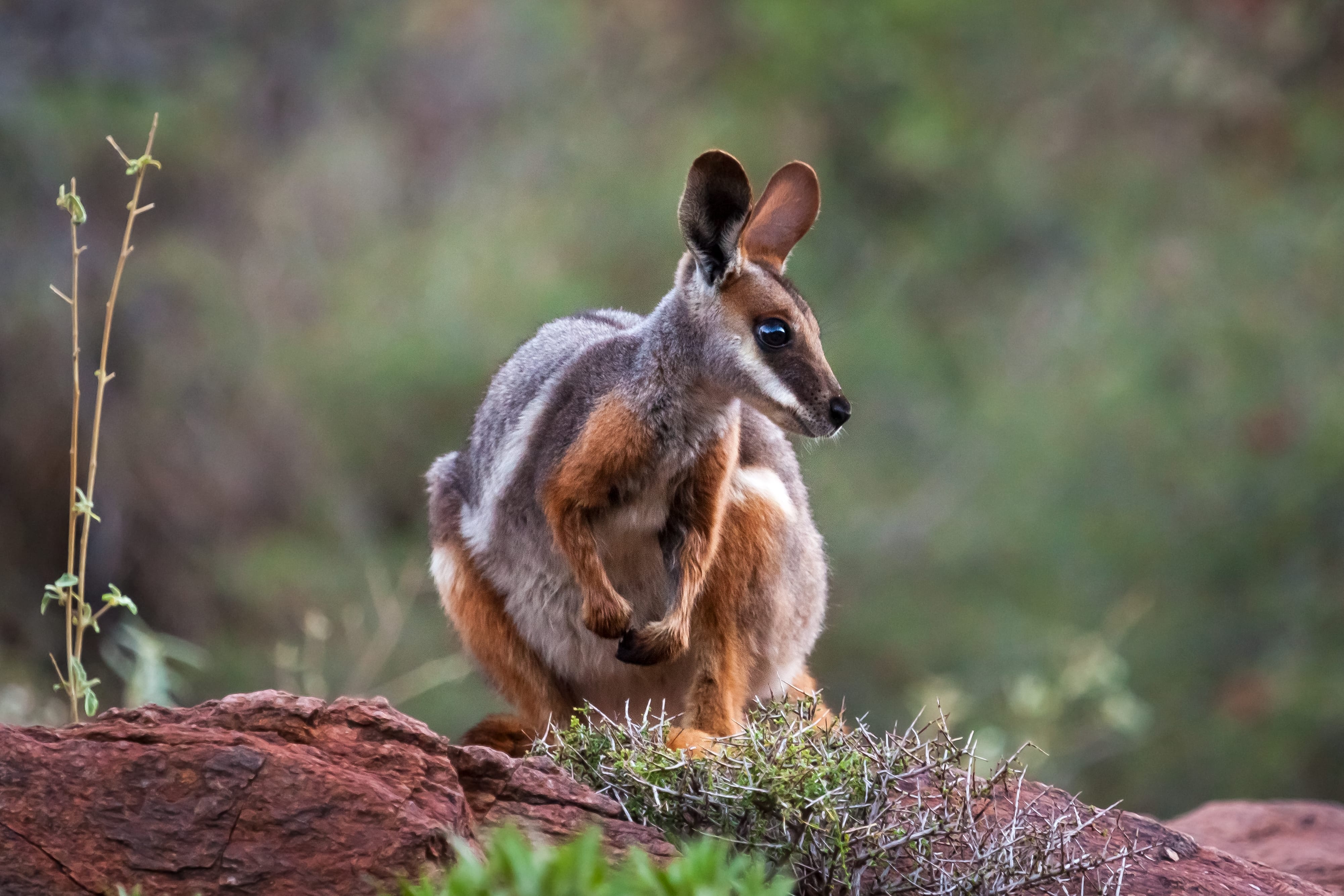HDAustralienSAFlindersArkarolla Wallaby 251445