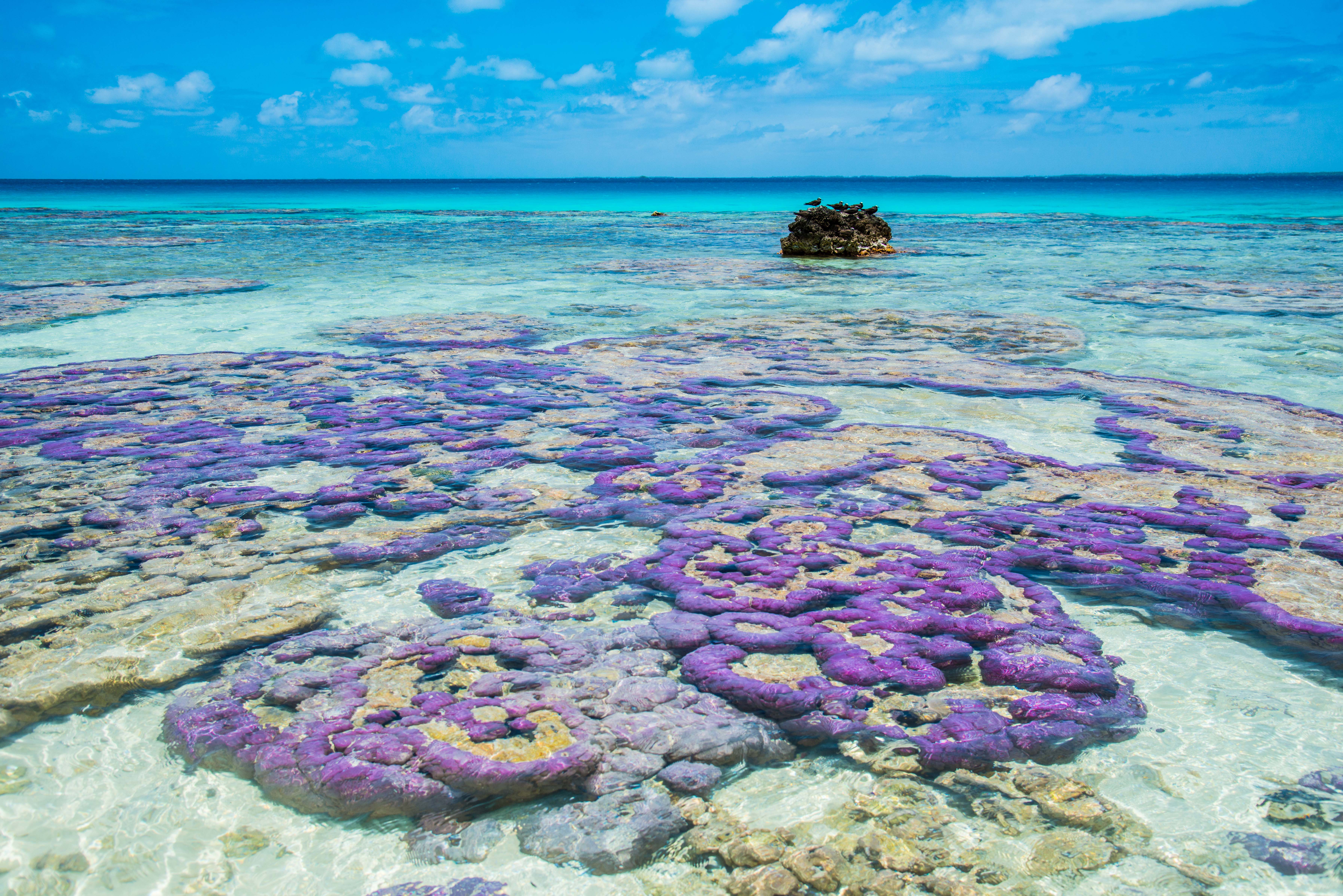 HDfranzoesisch polynesienTikehauKorallen P2 11 36 Lei Tao