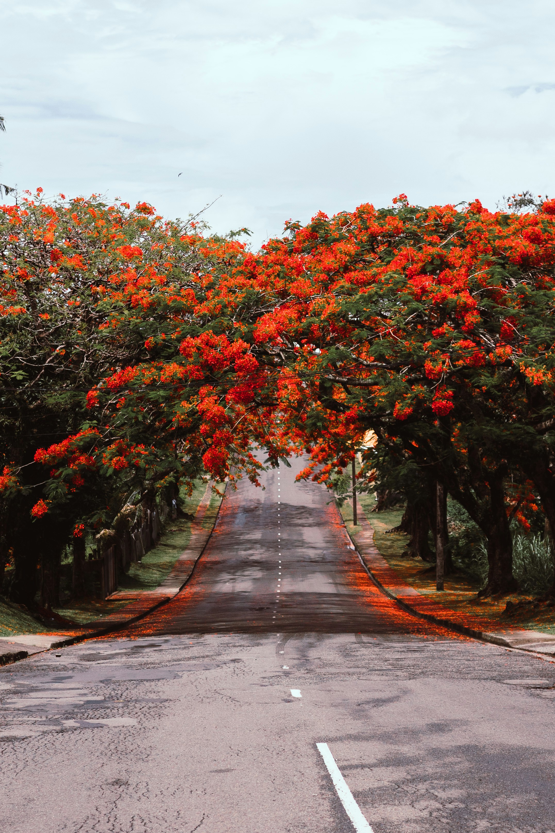 HDFijiSuva Strasse vijesh datt unsplash