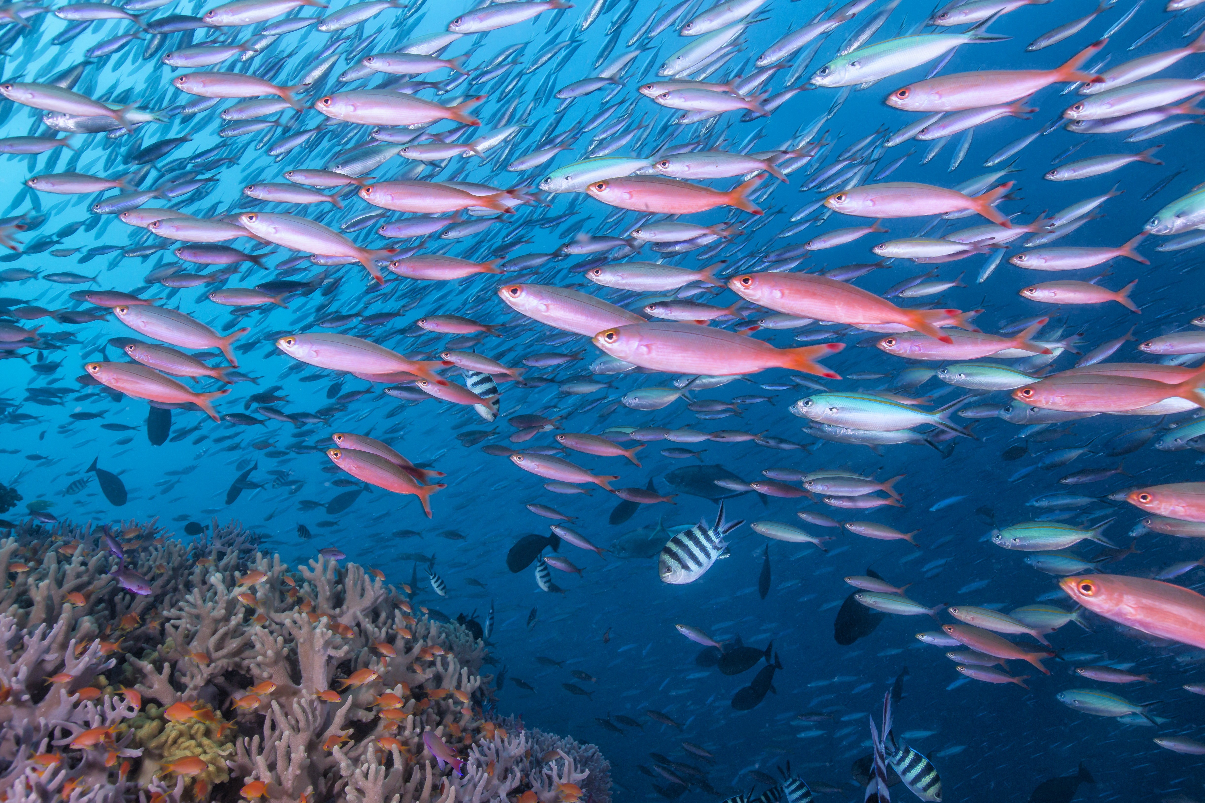 HDFijiViti LevuBligh Waters Tauchen 100895