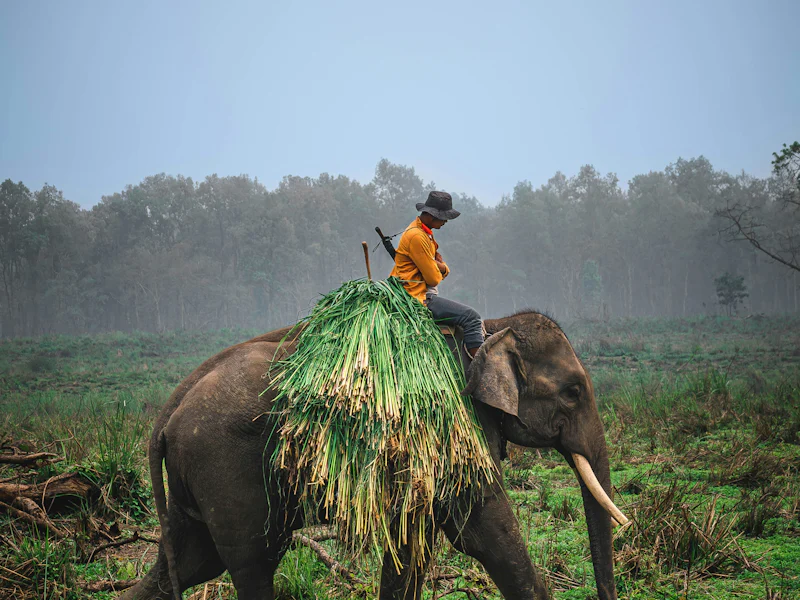 HDNepalChitwanelefant