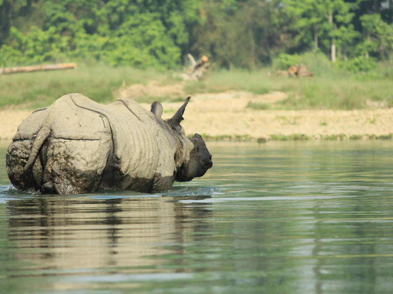 HDNepalChitwannoshorn2
