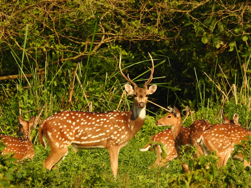 HDHotelNepalBarahi Jungle LodgeHirsch