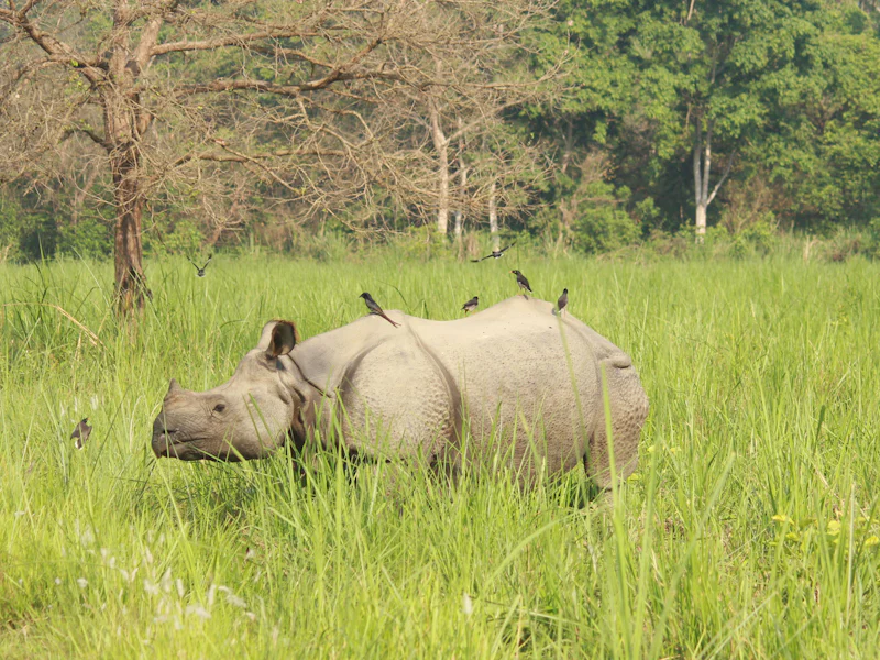 HDHotelNepalBarahi Jungle LodgeNashorn