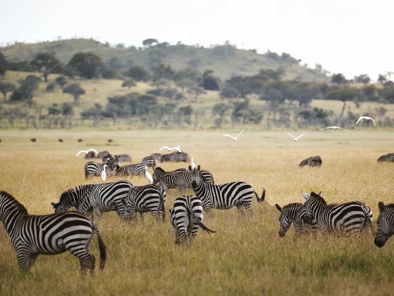 HDHotelTansaniaLaba Migration CampZebra